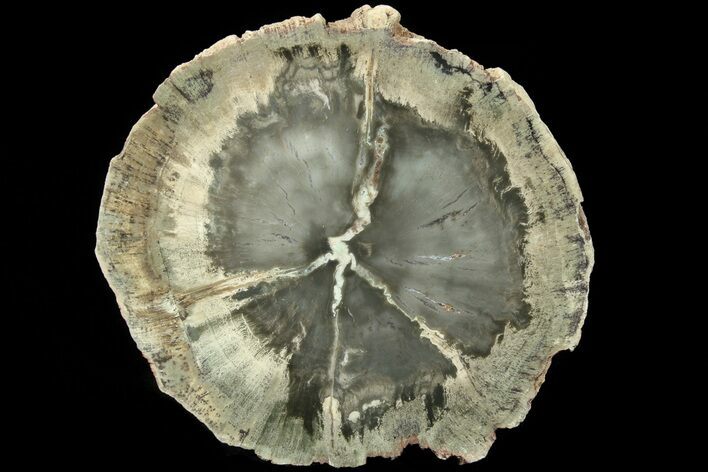 Triassic Petrified Wood (Woodworthia) Slab - Zimbabwe #78889